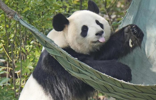 向动物投掷苹果 两人被终身禁入成都熊猫基地